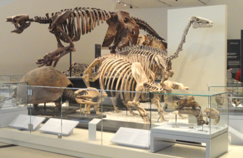 fossils at a museum