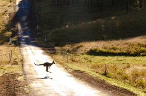 kangaroo