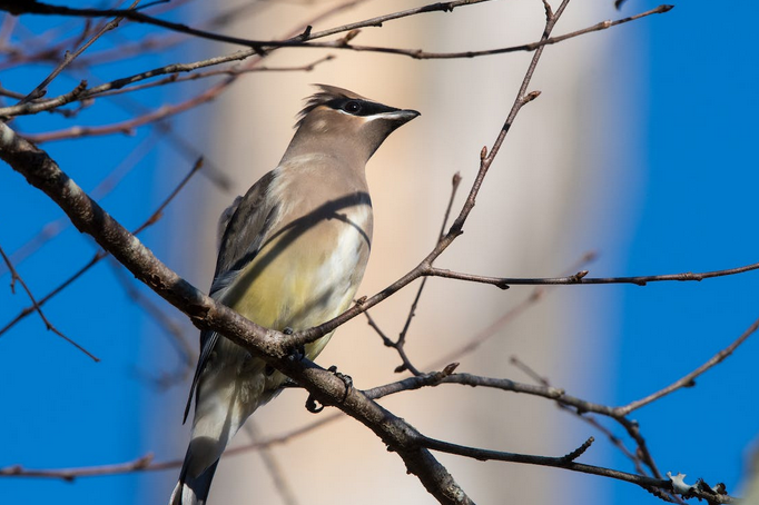 bird