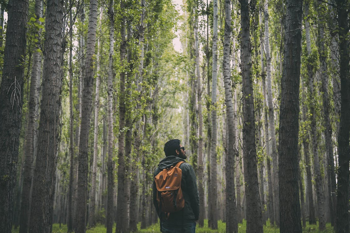forest
